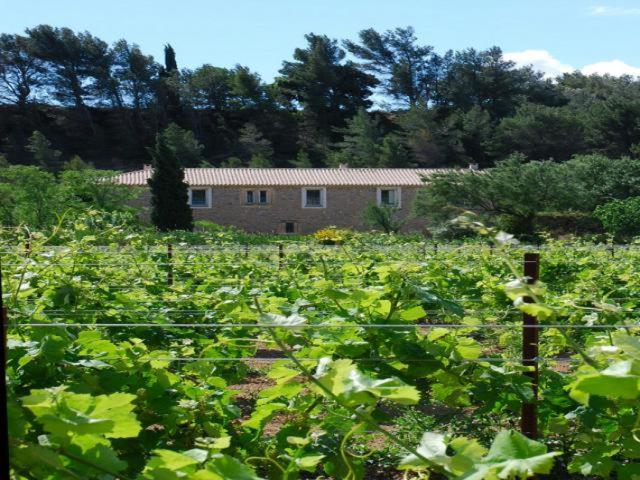 Domaine De "Creva-Tinas" Bed & Breakfast Mailhac Екстериор снимка